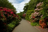 3808;bloom;blooms;botanic-garden;botanic-gardens;botanical-garden;botanical-gardens;floral;flowers;garden;gardens;invercargill;invercargill-botanic-garden;island;N.Z.;new;new-zealand;NZ;park;Queens-Park;Queens-Park-Gardens;Queens-Pk;queens;Queens-Park;Queens-Park-Gardens;Queens-Pk;rhododendron;rhododendron-dell;S.I.;season;seasonal;seasons;SI;south;South-Is;South-Island;Southland;spring;spring-time;spring_time;springtime;Sth-Is.;zealand