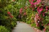 5841;bloom;blooms;botanic-garden;botanic-gardens;botanical-garden;botanical-gardens;floral;flowers;garden;gardens;invercargill;invercargill-botanic-garden;island;N.Z.;new;new-zealand;NZ;park;Queens-Park;Queens-Park-Gardens;Queens-Pk;queens;Queens-Park;Queens-Park-Gardens;Queens-Pk;rhododendron;rhododendron-dell;S.I.;season;seasonal;seasons;SI;south;South-Is;South-Island;Southland;spring;spring-time;spring_time;springtime;Sth-Is.;zealand