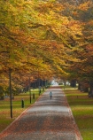 autuminal;autumn;autumn-colour;autumn-colours;autumnal;avenue;avenues;color;colors;colour;colours;deciduous;fall;gold;golden;Invercargill;leaf;leaves;municipal;N.Z.;New-Zealand;NZ;park;parks;Queens-Park;Queens-Pk;Queens-Park;Queens-Pk;S.I.;season;seasonal;seasons;SI;South-Is;South-Island;Southland;Sth-Is;tree;trees;yellow