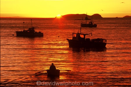 colour;colours;color;colors;orange;dawn;mist;fog;foggy;boat;island;bays;islands;ocean;sea;pacific;dinghy;dinghies;oar;oars;row;rowing;bird;birds;seagull;seagulls