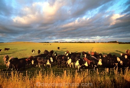cow;farm;rural;grass;cows;calves;agriculture;farming;farms;pasture;pastures;paddock;paddocks;field;fields;meadow;meadows;black;white;sky;clouds;light;evening;late;afternoon;afternoon;dusk;twilight;farmscape;rural-scene;fence;wire;red;brown;beef;stock