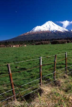 spring;grass;green;fence;fenceline;paddock;paddocks;field;fields;pasture;pastures;meadow;meadows;agriculture;rural;farm;farms;farmer;farming;lush;verdant;cow;cows;milk;mountain;snow;winter;mountains;icon;Mount-Taranaki;Mount-Egmont;taranaki;egmont;mt-taranaki;mt-egmont;mt.-tranaki;mt.-egmont;new-zealand;fence;fenceline;fences