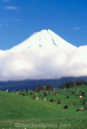 spring;grass;green;fence;fenceline;paddock;paddocks;field;fields;pasture;pastures;meadow;meadows;agriculture;rural;farm;farms;farmer;farming;lush;verdant;cow;cows;milk;mountain;snow;winter;mountains;icon;Mount-Taranaki;Mount-Egmont;taranaki;egmont;mt-taranaki;mt-egmont;mt.-tranaki;mt.-egmont;new-zealand