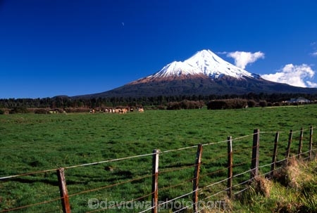 spring;grass;green;fence;fenceline;paddock;paddocks;field;fields;pasture;pastures;meadow;meadows;agriculture;rural;farm;farms;farmer;farming;lush;verdant;cow;cows;milk;mountain;snow;winter;mountains;icon;Mount-Taranaki;Mount-Egmont;taranaki;egmont;mt-taranaki;mt-egmont;mt.-tranaki;mt.-egmont;new-zealand;fence;fenceline;fences