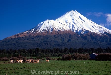 spring;grass;green;fence;fenceline;paddock;paddocks;field;fields;pasture;pastures;meadow;meadows;agriculture;rural;farm;farms;farmer;farming;lush;verdant;cow;cows;milk;mountain;snow;winter;mountains;icon;Mount-Taranaki;Mount-Egmont;taranaki;egmont;mt-taranaki;mt-egmont;mt.-tranaki;mt.-egmont;new-zealand