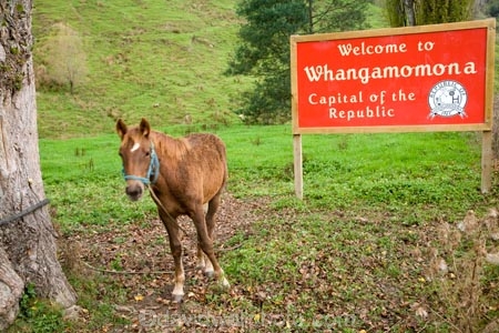 Foal;foals;Forgotten-World-Highway;horse;horses;N.I.;N.Z.;New-Zealand;NI;North-Island;NZ;Republic-of-Whangamomona;Taranaki;The-Forgotten-World-Highway;The-Republic-of-Whangamomona;Whangamomona