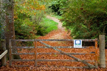 arboretum;arboretums;autuminal;autumn;autumn-colour;autumn-colours;autumnal;color;colors;colour;colours;deciduous;fall;Forgotten-World-Highway;leaf;leaves;N.I.;N.Z.;New-Zealand;NI;North-Island;NZ;oak;oak-tree;oak-trees;oaks;season;seasonal;seasons;Taranaki;Te-Wera;Te-Wera-Arboretum;The-Forgotten-World-Highway;tree;trees