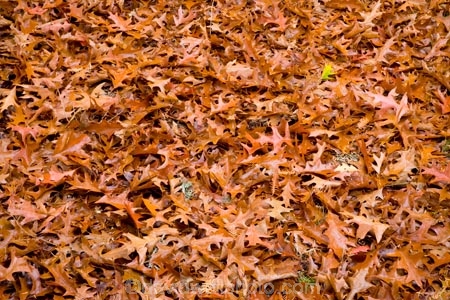 arboretum;arboretums;autuminal;autumn;autumn-colour;autumn-colours;autumnal;color;colors;colour;colours;deciduous;fall;Forgotten-World-Highway;leaf;leaves;N.I.;N.Z.;New-Zealand;NI;North-Island;NZ;oak;oak-tree;oak-trees;oaks;season;seasonal;seasons;Taranaki;Te-Wera;Te-Wera-Arboretum;The-Forgotten-World-Highway;tree;trees