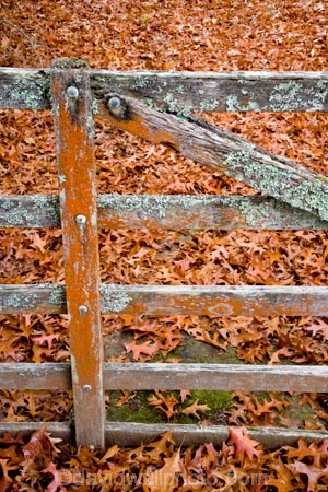 arboretum;arboretums;autuminal;autumn;autumn-colour;autumn-colours;autumnal;color;colors;colour;colours;deciduous;fall;Forgotten-World-Highway;leaf;leaves;N.I.;N.Z.;New-Zealand;NI;North-Island;NZ;oak;oak-tree;oak-trees;oaks;season;seasonal;seasons;Taranaki;Te-Wera;Te-Wera-Arboretum;The-Forgotten-World-Highway;tree;trees