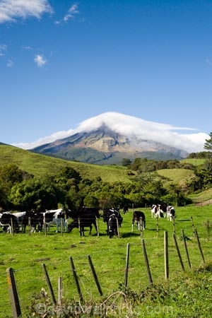 agricultural;agriculture;cattle;cloud;clouds;cloudy;country;countryside;cow;cows;crop;crops;dairy-cow;dairy-cows;dairy-farm;dairy-farms;Egmont-N.P.;Egmont-National-Park;Egmont-NP;farm;farming;farmland;farms;fence;fence-line;fence-lines;fenceline;fencelines;fences;field;fields;horticulture;meadow;meadows;mist;mists;misty;Mount-Egmont;Mount-Taranaki;Mountain;mountainous;mountains;mt;Mt-Egmont;Mt-Taranaki;Mt-Taranaki-Egmont;mt.;Mt.-Egmont;Mt.-Taranaki;N.I.;N.Z.;New-Zealand;NI;North-Island;NZ;paddock;paddocks;pasture;pastures;rural;shroud;shrouded;Taranaki;volcanic;volcano;volcanoes