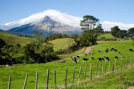 agricultural;agriculture;cattle;cloud;clouds;cloudy;country;countryside;cow;cows;crop;crops;dairy-cow;dairy-cows;dairy-farm;dairy-farms;Egmont-N.P.;Egmont-National-Park;Egmont-NP;farm;farming;farmland;farms;fence;fence-line;fence-lines;fenceline;fencelines;fences;field;fields;horticulture;meadow;meadows;mist;mists;misty;Mount-Egmont;Mount-Taranaki;Mountain;mountainous;mountains;mt;Mt-Egmont;Mt-Taranaki;Mt-Taranaki-Egmont;mt.;Mt.-Egmont;Mt.-Taranaki;N.I.;N.Z.;New-Zealand;NI;North-Island;NZ;paddock;paddocks;pasture;pastures;rural;shroud;shrouded;Taranaki;volcanic;volcano;volcanoes