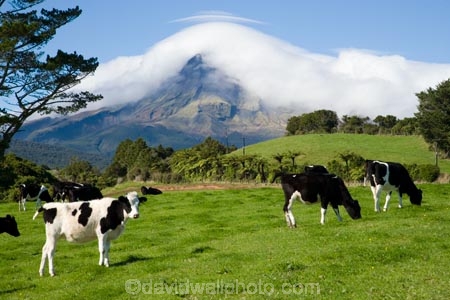 agricultural;agriculture;cattle;cloud;clouds;cloudy;country;countryside;cow;cows;crop;crops;dairy-cow;dairy-cows;dairy-farm;dairy-farms;farm;farming;farmland;farms;field;fields;horticulture;meadow;meadows;mist;mists;misty;N.I.;N.Z.;New-Zealand;NI;North-Island;NZ;paddock;paddocks;pasture;pastures;rural;shroud;shrouded;Taranaki