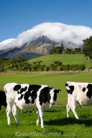 agricultural;agriculture;cattle;cloud;clouds;cloudy;country;countryside;cow;cows;crop;crops;dairy-cow;dairy-cows;dairy-farm;dairy-farms;farm;farming;farmland;farms;field;fields;horticulture;meadow;meadows;mist;mists;misty;N.I.;N.Z.;New-Zealand;NI;North-Island;NZ;paddock;paddocks;pasture;pastures;rural;shroud;shrouded;Taranaki