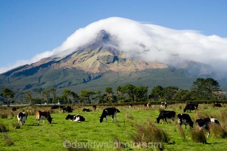 agricultural;agriculture;cattle;cloud;clouds;cloudy;country;countryside;cow;cows;crop;crops;dairy-cow;dairy-cows;dairy-farm;dairy-farms;farm;farming;farmland;farms;field;fields;horticulture;meadow;meadows;mist;mists;misty;N.I.;N.Z.;New-Zealand;NI;North-Island;NZ;paddock;paddocks;pasture;pastures;rural;shroud;shrouded;Taranaki