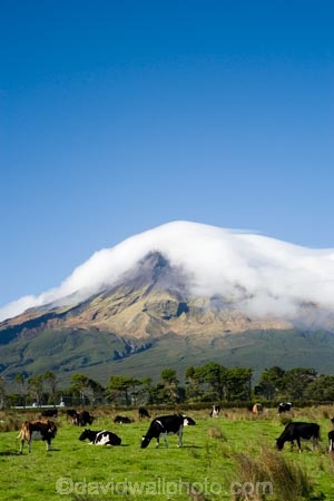 agricultural;agriculture;cattle;cloud;clouds;cloudy;country;countryside;cow;cows;crop;crops;dairy-cow;dairy-cows;dairy-farm;dairy-farms;Egmont-N.P.;Egmont-National-Park;Egmont-NP;farm;farming;farmland;farms;field;fields;horticulture;meadow;meadows;mist;mists;misty;Mount-Egmont;Mount-Taranaki;Mountain;mountainous;mountains;mt;Mt-Egmont;Mt-Taranaki;Mt-Taranaki-Egmont;mt.;Mt.-Egmont;Mt.-Taranaki;N.I.;N.Z.;New-Zealand;NI;North-Island;NZ;paddock;paddocks;pasture;pastures;rural;shroud;shrouded;Taranaki;volcanic;volcano;volcanoes