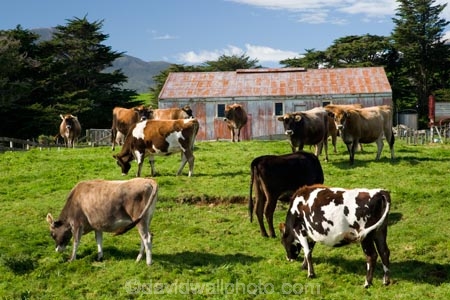 agricultural;agriculture;cattle;country;countryside;cow;cows;crop;crops;dairy-cow;dairy-cows;dairy-farm;dairy-farms;Egmont-N.P.;Egmont-National-Park;Egmont-NP;farm;Farm-Building;Farm-Buildings;Farm-Shed;Farm-Sheds;farming;farmland;farms;field;fields;horticulture;meadow;meadows;Mount-Egmont;Mount-Taranaki;Mountain;mountainous;mountains;mt;Mt-Egmont;Mt-Taranaki;Mt-Taranaki-Egmont;mt.;Mt.-Egmont;Mt.-Taranaki;N.I.;N.Z.;New-Zealand;NI;North-Island;NZ;paddock;paddocks;pasture;pastures;rural;Taranaki;volcanic;volcano;volcanoes