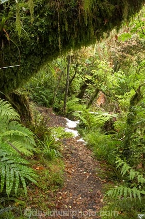 beautiful;beauty;bush;damp;Dawson-Falls;Egmont-N.P.;Egmont-National-Park;Egmont-NP;endemic;fern;ferns;footpath;footpaths;forest;forests;frond;fronds;green;lichen;lichens;lush;moss;mosses;Mount-Egmont;Mount-Taranaki;Mount-Taranaki-Egmont;Mt-Egmont;Mt-Taranaki;Mt-Taranaki-Egmont;Mt.-Egmont;Mt.-Taranaki;Mt.-Taranaki-Egmont;N.I.;N.Z.;native;native-bush;natives;natural;nature;New-Zealand;NI;North-Is;North-Is.;North-Island;NZ;rain-forest;rain-forests;rain_forest;rain_forests;rainforest;rainforests;scene;scenic;Taranaki;timber;track;tracks;tree;tree-trunk;tree-trunks;trees;trunk;trunks;verdant;Walking-Track;walking-tracks;wood;woods