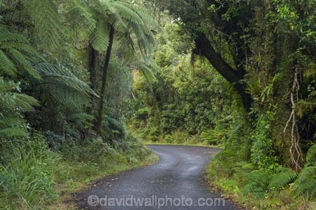 beautiful;beauty;bend;bends;bush;corner;corners;curve;curves;cyathea;Dawson-Falls;driving;Egmont-N.P.;Egmont-National-Park;Egmont-NP;endemic;fern;ferns;forest;forests;frond;fronds;green;lush;Mount-Egmont;Mount-Taranaki;Mount-Taranaki-Egmont;Mt-Egmont;Mt-Taranaki;Mt-Taranaki-Egmont;Mt.-Egmont;Mt.-Taranaki;Mt.-Taranaki-Egmont;N.I.;N.Z.;narrow-road;narrow-roads;native;native-bush;natives;natural;nature;New-Zealand;NI;North-Is;North-Is.;North-Island;NZ;plant;plants;ponga;pongas;punga;pungas;rain-forest;rain-forests;rain_forest;rain_forests;rainforest;rainforests;road;road-trip;roads;scene;scenic;Taranaki;timber;transport;transportation;travel;traveling;travelling;tree;tree-fern;tree-ferns;trees;trip;verdant;wood;woods