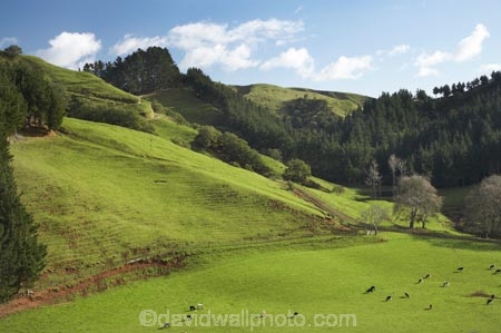agricultural;agriculture;animal;animals;cattle;country;countryside;cow;cows;dairy;dairy-cow;dairy-cows;dairy-farm;dairy-farming;dairy-farms;farm;farming;farmland;farms;field;fields;grass;grassy;green-grass;Herbivore;Herbivores;Herbivorous;Inglewood;Kaimata;Livestock;mammal;mammals;meadow;meadows;N.I.;N.Z.;new-zealand;NI;North-Is;North-Is.;North-Island;NZ;paddock;paddocks;pasture;pastures;Ratapiko;rural;stock;Taranaki