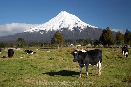 agricultural;agriculture;animal;animals;calves;cattle;country;countryside;cow;cows;dairy;dairy-cow;dairy-cows;dairy-farm;dairy-farming;dairy-farms;farm;farming;farmland;farms;field;fields;grass;grassy;Herbivore;Herbivores;Herbivorous;Livestock;mammal;mammals;meadow;meadows;Mount-Egmont;Mount-Taranaki;Mount-Taranaki-Egmont;Mountain;mountainous;mountains;mt;Mt-Egmont;Mt-Taranaki;Mt-Taranaki-Egmont;mt.;Mt.-Egmont;Mt.-Taranaki;Mt.-Taranaki-Egmont;N.I.;N.Z.;New-Zealand;NI;North-Is;North-Is.;North-Island;NZ;paddock;paddocks;pasture;pastures;rural;season;seasonal;seasons;snow;south-island;stock;Taranaki;volcanic;volcano;volcanoes;winter