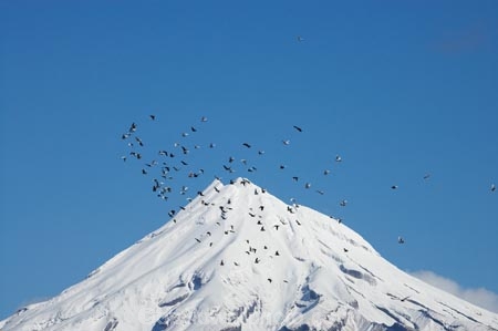 avian;Bird;birds;Egmont-N.P.;Egmont-National-Park;Egmont-NP;flight;fly;flying;Mount-Egmont;Mount-Taranaki;Mount-Taranaki-Egmont;Mountain;mountainous;mountains;mt;Mt-Egmont;Mt-Taranaki;Mt-Taranaki-Egmont;mt.;Mt.-Egmont;Mt.-Taranaki;Mt.-Taranaki-Egmont;N.I.;N.Z.;New-Zealand;NI;North-Is;North-Is.;North-Island;NZ;Ornithology;pigeon;pigeons;season;seasonal;seasons;snow;Taranaki;volcanic;volcano;volcanoes;winter