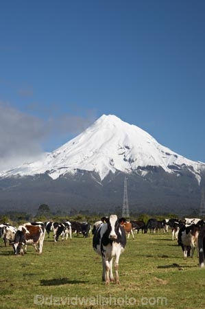 agricultural;agriculture;animal;animals;calves;cattle;cloud;clouds;country;countryside;cow;cows;dairy;dairy-cow;dairy-cows;dairy-farm;dairy-farming;dairy-farms;farm;farming;farmland;farms;field;fields;grass;grassy;Herbivore;Herbivores;Herbivorous;Livestock;mammal;mammals;meadow;meadows;Mount-Egmont;Mount-Taranaki;Mount-Taranaki-Egmont;Mountain;mountainous;mountains;mt;Mt-Egmont;Mt-Taranaki;Mt-Taranaki-Egmont;mt.;Mt.-Egmont;Mt.-Taranaki;Mt.-Taranaki-Egmont;N.I.;N.Z.;new-zealand;NI;North-Is;North-Is.;North-Island;NZ;paddock;paddocks;pasture;pastures;rural;season;seasonal;seasons;snow;south-island;stock;Taranaki;volcanic;volcano;volcanoes;winter