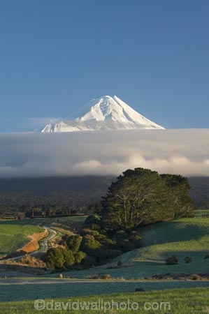 agricultural;agriculture;cloud;clouds;country;countryside;dairy-farm;dairy-farming;dairy-farms;farm;farming;farmland;farms;field;fields;macrocarpa-tree;macrocarpa-trees;meadow;meadows;Mount-Egmont;Mount-Taranaki;Mount-Taranaki-Egmont;Mountain;mountainous;mountains;mt;Mt-Egmont;Mt-Taranaki;Mt-Taranaki-Egmont;mt.;Mt.-Egmont;Mt.-Taranaki;Mt.-Taranaki-Egmont;N.I.;N.Z.;New-Zealand;NI;North-Is;North-Is.;North-Island;NZ;paddock;paddocks;pasture;pastures;rural;season;seasonal;seasons;snow;Taranaki;volcanic;volcano;volcanoes;winter