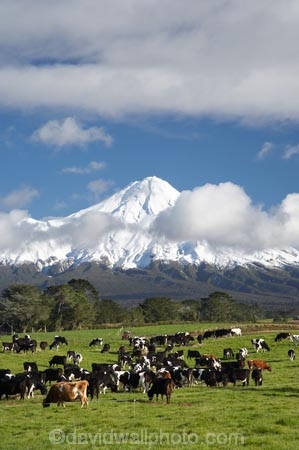 agricultural;agriculture;animal;animals;calves;cattle;cloud;clouds;country;countryside;cow;cows;dairy;dairy-cow;dairy-cows;dairy-farm;dairy-farming;dairy-farms;farm;farming;farmland;farms;field;fields;grass;grassy;Herbivore;Herbivores;Herbivorous;Livestock;mammal;mammals;meadow;meadows;Mount-Egmont;Mount-Taranaki;Mount-Taranaki-Egmont;Mountain;mountainous;mountains;mt;Mt-Egmont;Mt-Taranaki;Mt-Taranaki-Egmont;mt.;Mt.-Egmont;Mt.-Taranaki;Mt.-Taranaki-Egmont;N.I.;N.Z.;new-zealand;NI;North-Is;North-Is.;North-Island;NZ;paddock;paddocks;pasture;pastures;rural;season;seasonal;seasons;snow;south-island;stock;Taranaki;volcanic;volcano;volcanoes;winter