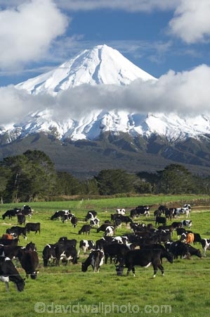 agricultural;agriculture;animal;animals;calves;cattle;cloud;clouds;country;countryside;cow;cows;dairy;dairy-cow;dairy-cows;dairy-farm;dairy-farming;dairy-farms;farm;farming;farmland;farms;field;fields;grass;grassy;Herbivore;Herbivores;Herbivorous;Livestock;mammal;mammals;meadow;meadows;Mount-Egmont;Mount-Taranaki;Mount-Taranaki-Egmont;Mountain;mountainous;mountains;mt;Mt-Egmont;Mt-Taranaki;Mt-Taranaki-Egmont;mt.;Mt.-Egmont;Mt.-Taranaki;Mt.-Taranaki-Egmont;N.I.;N.Z.;new-zealand;NI;North-Is;North-Is.;North-Island;NZ;paddock;paddocks;pasture;pastures;rural;season;seasonal;seasons;snow;south-island;stock;Taranaki;volcanic;volcano;volcanoes;winter