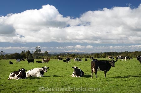agricultural;agriculture;animal;animals;cattle;country;countryside;cow;cows;dairy;dairy-cow;dairy-cows;dairy-farm;dairy-farming;dairy-farms;farm;farming;farmland;farms;field;fields;grass;grassy;green-grass;Herbivore;Herbivores;Herbivorous;Livestock;mammal;mammals;meadow;meadows;N.I.;N.Z.;New-Zealand;NI;North-Is;North-Is.;North-Island;NZ;paddock;paddocks;pasture;pastures;rural;stock;Taranaki