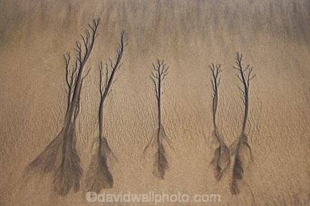 abstract;beach;beaches;coast;coastal;coastline;coastlines;coasts;erosion;N.I.;N.Z.;New-Plymouth;New-Zealand;NI;North-Is;North-Is.;North-Island;NZ;sand-pattern;sand-patterns;sand-tree;sand-trees;shore;shoreline;shorelines;shores;Taranaki