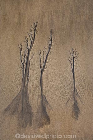 abstract;beach;beaches;coast;coastal;coastline;coastlines;coasts;erosion;N.I.;N.Z.;New-Plymouth;New-Zealand;NI;North-Is;North-Is.;North-Island;NZ;sand-pattern;sand-patterns;sand-tree;sand-trees;shore;shoreline;shorelines;shores;Taranaki