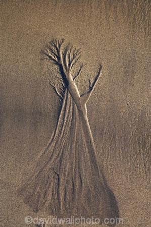 abstract;beach;beaches;coast;coastal;coastline;coastlines;coasts;erosion;N.I.;N.Z.;New-Plymouth;New-Zealand;NI;North-Is;North-Is.;North-Island;NZ;sand-pattern;sand-patterns;sand-tree;sand-trees;shore;shoreline;shorelines;shores;Taranaki