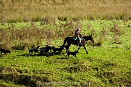 agricultural;agriculture;country;countryside;droving;farm;farm-dog;farm-dogs;farm_dog;farm_dogs;farmdog;farmdogs;farmer;farmers;farming;farmland;farms;field;fields;horse;horses;meadow;meadows;mustering;N.I.;N.Z.;New-Zealand;NI;North-Island;NZ;paddock;paddocks;pasture;pastures;rural;sheep-dog;sheep-dogs;sheep_dog;sheep_dogs;sheepdog;sheepdogs;Wanganui;Wanganui-Region
