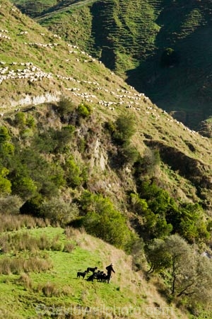 agricultural;agriculture;country;countryside;ewes;farm;farm-dog;farm-dogs;farm_dog;farm_dogs;farmdog;farmdogs;farmer;farmers;farming;farmland;farms;field;fields;flock;flocks;meadow;meadows;mob;mobs;muster;mustered;mustering;N.I.;N.Z.;New-Zealand;NI;North-Island;NZ;paddock;paddocks;pasture;pastures;rural;sheep;sheep-dog;sheep-dogs;sheep_dog;sheep_dogs;sheepdog;sheepdogs;Wanganui;Wanganui-Region;wool
