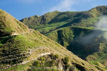 agricultural;agriculture;cloud;clouds;cloudy;country;countryside;ewes;farm;farming;farmland;farms;field;fields;fog;foggy;fogs;meadow;meadows;mist;mists;misty;N.I.;N.Z.;New-Zealand;NI;North-Island;NZ;paddock;paddocks;pasture;pastures;rural;sheep;Wanganui;Wanganui-Region;wool