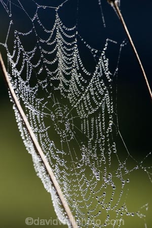 close_up;Dew;dew-;dew-s;moisture;N.I.;N.Z.;nature;New-Zealand;NI;North-Island;NZ;spider-web;spider-webs;Wanganui;Wanganui-Region;web;webs