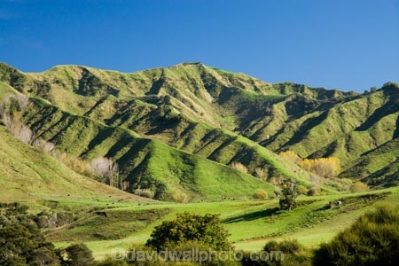 agricultural;agriculture;country;countryside;farm;farming;farmland;farms;field;fields;Mangawhero-Valley;meadow;meadows;N.I.;N.Z.;New-Zealand;NI;North-Island;NZ;paddock;paddocks;pasture;pastures;rural;Wanganui;Wanganui-Region