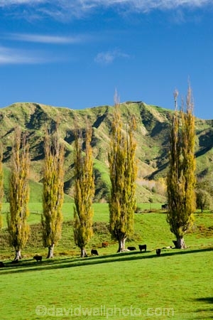 agricultural;agriculture;autuminal;autumn;autumn-colour;autumn-colours;autumnal;color;colors;colour;colours;country;countryside;deciduous;fall;farm;farming;farmland;farms;field;fields;Kakatahi;leaf;leaves;Mangawhero-Valley;meadow;meadows;N.I.;N.Z.;New-Zealand;NI;North-Island;NZ;paddock;paddocks;pasture;pastures;poplar;poplar-tree;poplar-trees;poplars;rural;season;seasonal;seasons;tree;trees;Wanganui;Wanganui-Region