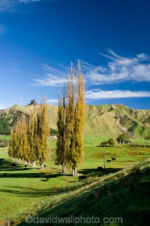agricultural;agriculture;autuminal;autumn;autumn-colour;autumn-colours;autumnal;color;colors;colour;colours;country;countryside;deciduous;fall;farm;farming;farmland;farms;field;fields;Kakatahi;leaf;leaves;Mangawhero-Valley;meadow;meadows;N.I.;N.Z.;New-Zealand;NI;North-Island;NZ;paddock;paddocks;pasture;pastures;poplar;poplar-tree;poplar-trees;poplars;rural;season;seasonal;seasons;tree;trees;Wanganui;Wanganui-Region