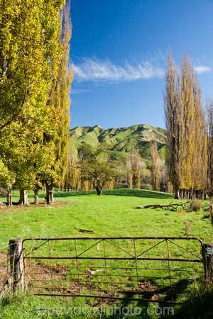 agricultural;agriculture;autuminal;autumn;autumn-colour;autumn-colours;autumnal;color;colors;colour;colours;country;countryside;deciduous;fall;farm;farming;farmland;farms;field;fields;Kakatahi;leaf;leaves;Mangawhero-Valley;meadow;meadows;N.I.;N.Z.;New-Zealand;NI;North-Island;NZ;paddock;paddocks;pasture;pastures;poplar;poplar-tree;poplar-trees;poplars;rural;season;seasonal;seasons;tree;trees;Wanganui;Wanganui-Region