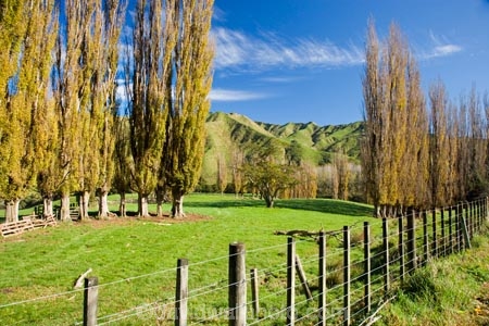 agricultural;agriculture;autuminal;autumn;autumn-colour;autumn-colours;autumnal;color;colors;colour;colours;country;countryside;deciduous;fall;farm;farming;farmland;farms;fence;fence-line;fence-lines;fence_line;fence_lines;fenceline;fencelines;fences;field;fields;Kakatahi;leaf;leaves;Mangawhero-Valley;meadow;meadows;N.I.;N.Z.;New-Zealand;NI;North-Island;NZ;paddock;paddocks;pasture;pastures;poplar;poplar-tree;poplar-trees;poplars;rural;season;seasonal;seasons;tree;trees;Wanganui;Wanganui-Region