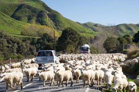 agricultural;agriculture;autuminal;autumn;autumn-colour;autumn-colours;autumnal;car;cars;color;colors;colour;colours;concrete-mixer;concrete-mixers;concrete-truck;concrete-trucks;country;countryside;deciduous;driving;ewes;fall;farm;farming;farmland;farms;field;fields;flock;flocks;hazard;hazards;highway;highways;Kakatahi;leaf;leaves;Mangawhero-Valley;meadow;meadows;mob;mobs;muster;mustered;mustering;N.I.;N.Z.;New-Zealand;NI;North-Island;NZ;open-road;open-roads;paddock;paddocks;pasture;pastures;road;road-block;road-blocks;road-trip;roads;rural;season;seasonal;seasons;sheep;transport;transportation;travel;traveling;travelling;tree;trees;trip;Wanganui;Wanganui-Region;wool