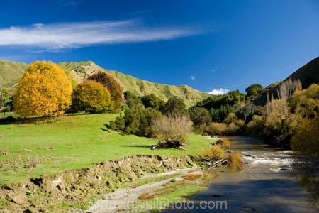 agricultural;agriculture;autuminal;autumn;autumn-colour;autumn-colours;autumnal;color;colors;colour;colours;country;countryside;deciduous;fall;farm;farming;Farmland;farms;field;fields;Kakatahi;leaf;leaves;Mangawhero-River;meadow;meadows;N.I.;N.Z.;New-Zealand;NI;North-Island;NZ;paddock;paddocks;pasture;pastures;rural;season;seasonal;seasons;State-Highway-4;tree;trees;Wanganui;Wanganui-_-Raetihi-Road;Wanganui-Region