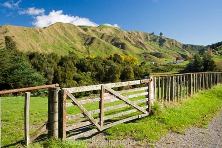 agricultural;agriculture;autuminal;autumn;autumn-colour;autumn-colours;autumnal;color;colors;colour;colours;country;countryside;deciduous;fall;farm;farming;farmland;farms;fence;fence-line;fence-lines;fence_line;fence_lines;fenceline;fencelines;fences;field;fields;gate;gates;gateway;gateways;leaf;leaves;meadow;meadows;N.I.;N.Z.;New-Zealand;NI;North-Island;NZ;paddock;paddocks;pasture;pastures;rural;season;seasonal;seasons;State-Highway-4;tree;trees;Wanganui;Wanganui-_-Raetihi-Road;Wanganui-Region