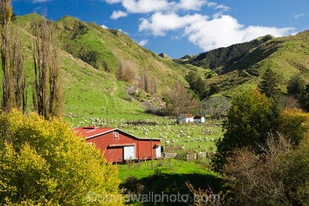 agricultural;agriculture;autuminal;autumn;autumn-colour;autumn-colours;autumnal;color;colors;colour;colours;country;countryside;deciduous;ewes;fall;farm;Farm-Building;Farm-Buildings;Farm-Shed;Farm-Sheds;farming;farmland;farms;field;fields;leaf;leaves;Mangawhero-River;meadow;meadows;N.I.;N.Z.;New-Zealand;NI;North-Island;NZ;paddock;paddocks;pasture;pastures;poplar;poplar-tree;poplar-trees;poplars;rural;season;seasonal;seasons;Shearing-Shed;Shearing-Sheds;sheep;Sheep-Shed;Sheep-Sheds;State-Highway-4;tree;trees;Wanganui;Wanganui-_-Raetihi-Road;Wanganui-Region;Wool-Shed;Wool-Sheds