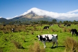 agricultural;agriculture;cattle;cloud;clouds;cloudy;country;countryside;cow;cows;crop;crops;dairy-cow;dairy-cows;dairy-farm;dairy-farms;Egmont-N.P.;Egmont-National-Park;Egmont-NP;farm;farming;farmland;farms;field;fields;horticulture;meadow;meadows;mist;mists;misty;Mount-Egmont;Mount-Taranaki;Mountain;mountainous;mountains;mt;Mt-Egmont;Mt-Taranaki;Mt-Taranaki-Egmont;mt.;Mt.-Egmont;Mt.-Taranaki;N.I.;N.Z.;New-Zealand;NI;North-Island;NZ;paddock;paddocks;pasture;pastures;rural;shroud;shrouded;Taranaki;volcanic;volcano;volcanoes