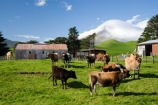 agricultural;agriculture;cattle;cloud;clouds;cloudy;country;countryside;cow;Cow-Shed;Cow-Sheds;cows;crop;crops;dairy-cow;dairy-cows;dairy-farm;dairy-farms;Egmont-N.P.;Egmont-National-Park;Egmont-NP;farm;Farm-Building;Farm-Buildings;Farm-Shed;Farm-Sheds;farming;farmland;farms;field;fields;horticulture;meadow;meadows;mist;mists;misty;Mount-Egmont;Mount-Taranaki;Mountain;mountainous;mountains;mt;Mt-Egmont;Mt-Taranaki;Mt-Taranaki-Egmont;mt.;Mt.-Egmont;Mt.-Taranaki;N.I.;N.Z.;New-Zealand;NI;North-Island;NZ;paddock;paddocks;pasture;pastures;rural;shroud;shrouded;Taranaki;volcanic;volcano;volcanoes