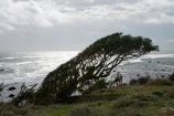 Cape-Egmont;coast;coastal;coastline;N.I.;N.Z.;New-Zealand;NI;North-Island;NZ;Ocean;Oceans;Sea;Seas;Taranaki;Tasman-Sea;wind;winds;windswept;Windswept-Plants;windy