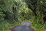 beautiful;beauty;bend;bends;bush;corner;corners;curve;curves;cyathea;Dawson-Falls;driving;Egmont-N.P.;Egmont-National-Park;Egmont-NP;endemic;fern;ferns;forest;forests;frond;fronds;green;lush;Mount-Egmont;Mount-Taranaki;Mount-Taranaki-Egmont;Mt-Egmont;Mt-Taranaki;Mt-Taranaki-Egmont;Mt.-Egmont;Mt.-Taranaki;Mt.-Taranaki-Egmont;N.I.;N.Z.;narrow-road;narrow-roads;native;native-bush;natives;natural;nature;New-Zealand;NI;North-Is;North-Is.;North-Island;NZ;plant;plants;ponga;pongas;punga;pungas;rain-forest;rain-forests;rain_forest;rain_forests;rainforest;rainforests;road;road-trip;roads;scene;scenic;Taranaki;timber;transport;transportation;travel;traveling;travelling;tree;tree-fern;tree-ferns;trees;trip;verdant;wood;woods